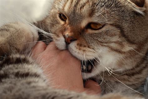 cat licking my armpit